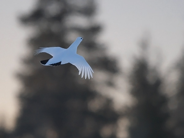 Riekko, Willow Ptarmigan, Lagopus lagopus